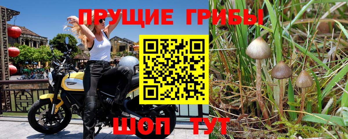 Вичуга  Галлюциногенные грибы Magic Shrooms  Вход с VPN 